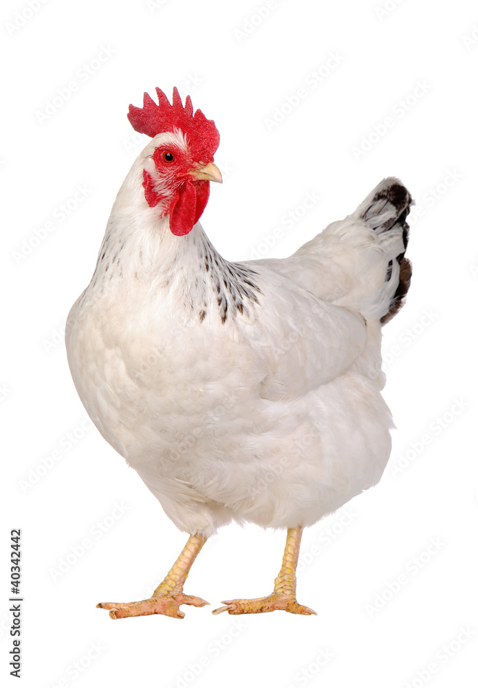 Naklejka premium Chicken isolated on white.