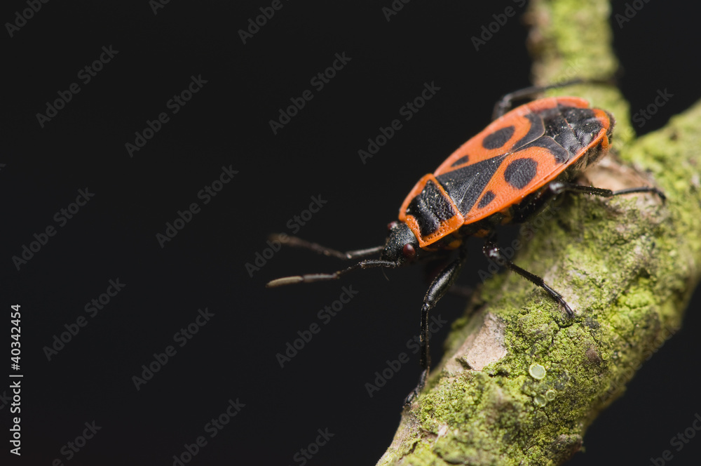 Naklejka premium Pyrrhocoris apterus