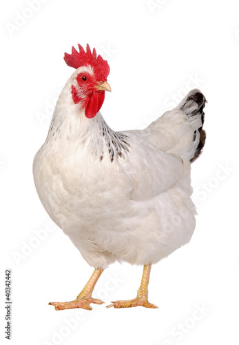 Leinwand Poster Huhn getrennt auf Weiß.