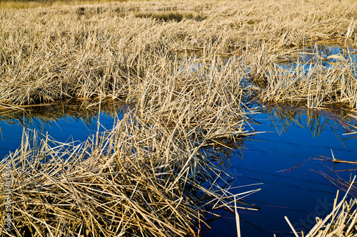 withered reed