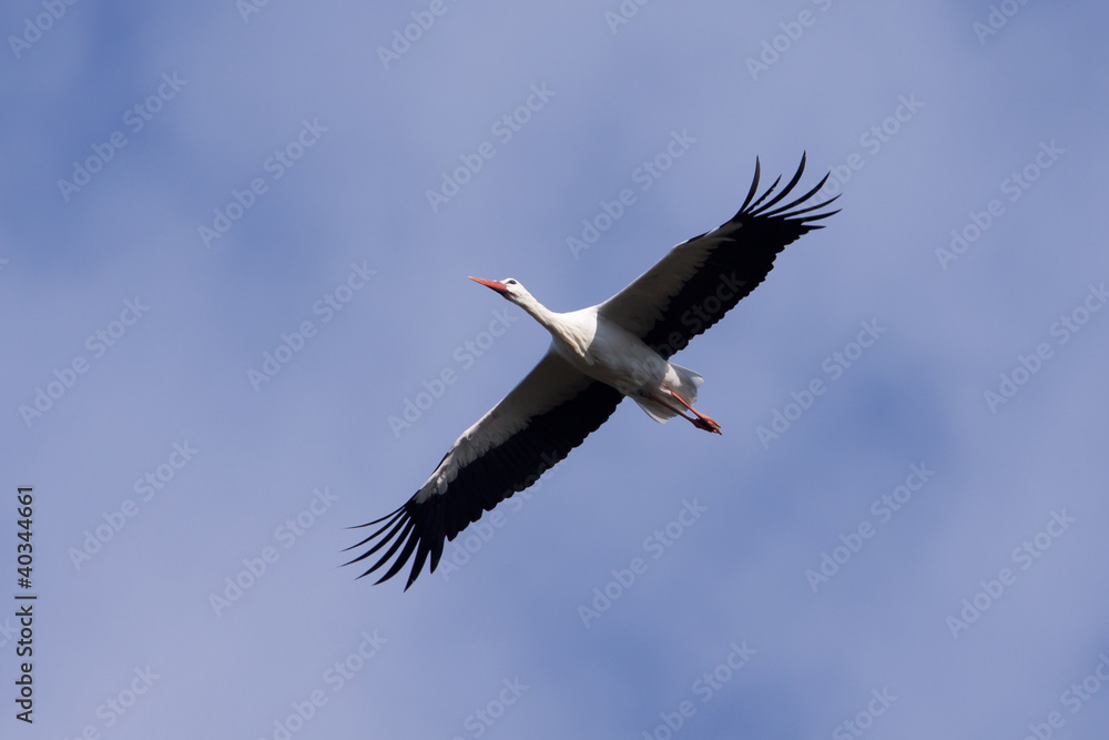 Obraz premium A flying stork