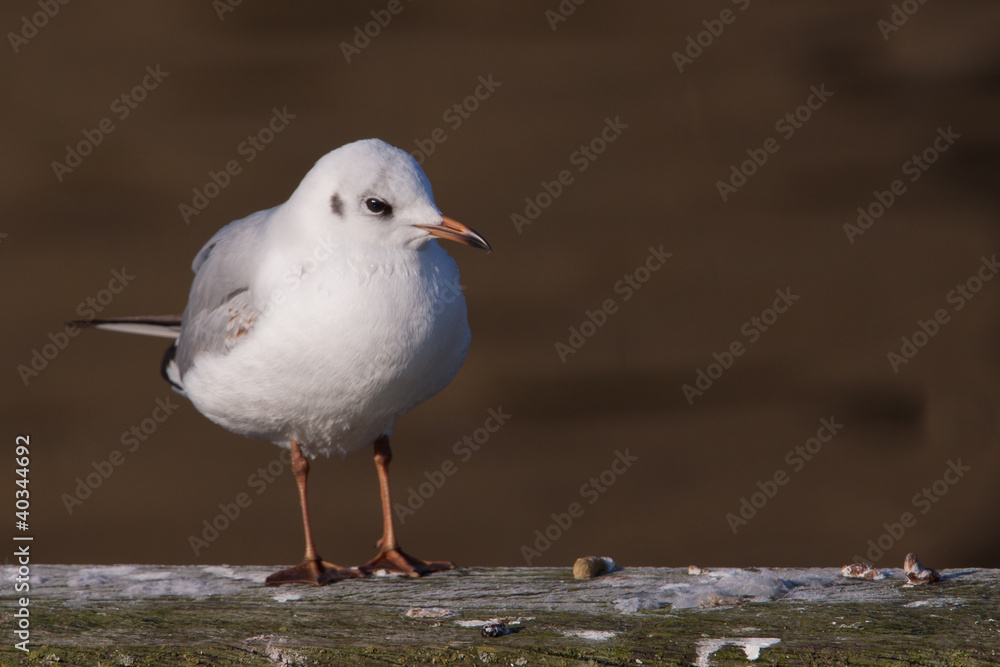 Black headed gull standing on a wooden beam Black headed gull standing on a wooden beam