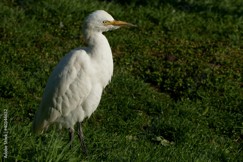 cattle egret (bubulcus ibis)