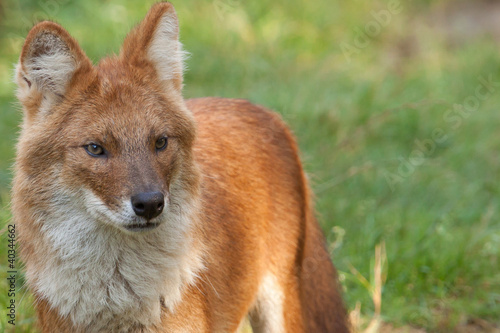 Portrait of a Dhole also known as a Red Dog or an Asian Wild Dog