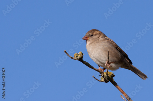 House sparrow on a branch