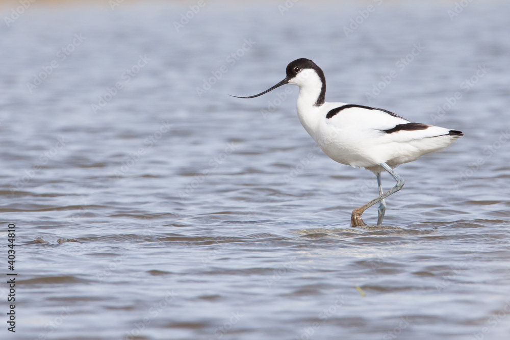 Pied avocet ( Recurvirostra avosetta ) walking in water Pied avocet ( Recurvirostra avosetta ) walking in water