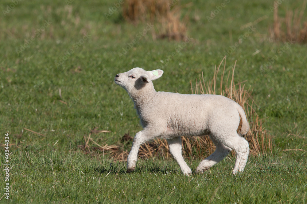 Little lamb walking with its chin up high Little lamb walking with its chin up high