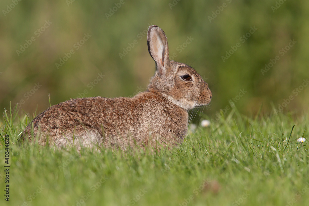 European wild rabbit laying in a grass field European wild rabbit laying in a grass field