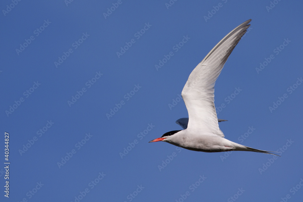 Obraz premium Common Tern in flight