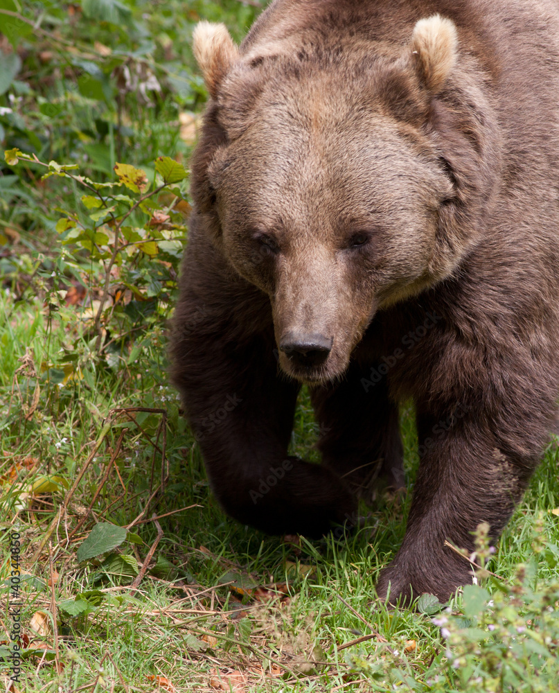 closeup of a brown bear closeup of a brown bear