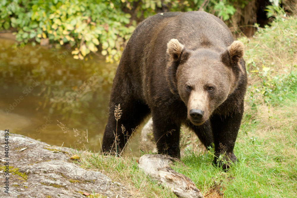 Brown bear staring at the viewer