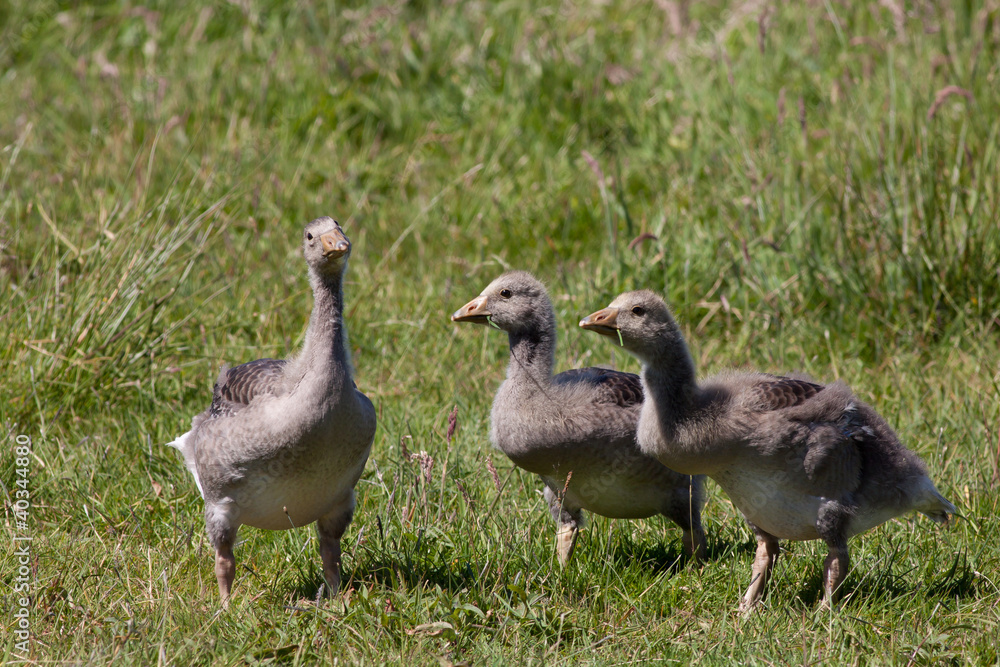 Greylag goose chicks Greylag goose chicks
