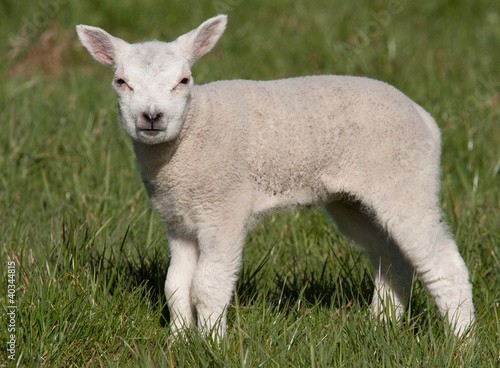 Little lamb in a field