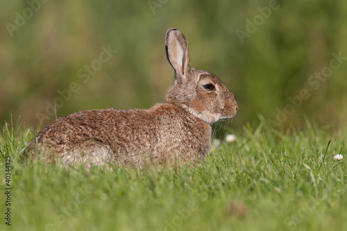 European wild rabbit laying in a grass field