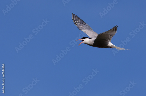 Common Tern flying with open beak