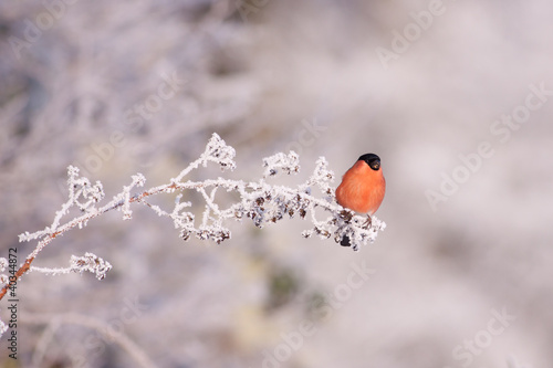 Bullfinch on a frosty branch #40344872