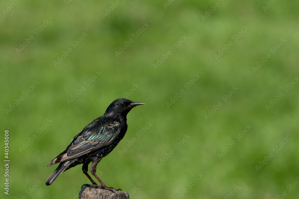 Fototapeta premium Starling on a post