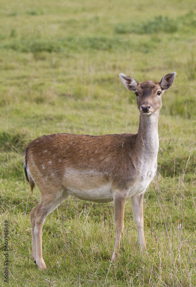Doe in the meadow front view