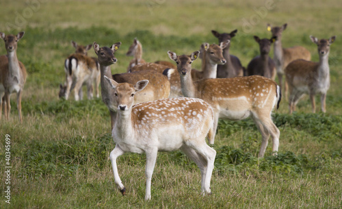 Deer flock in the meadow