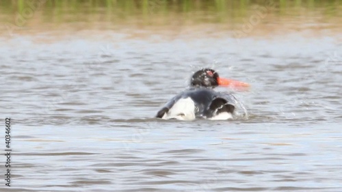 Oystercatcher cleaning itself in water