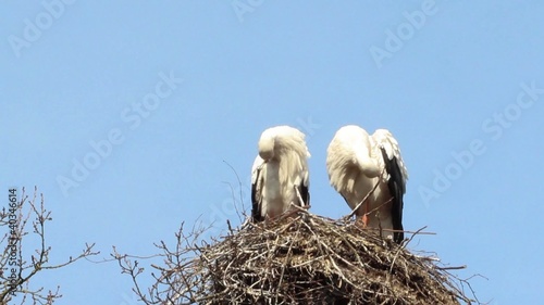 Storks cleaning themselves on their nest