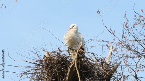 Stork yawning on its nest