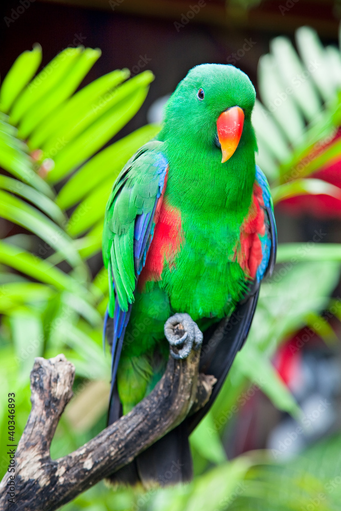 Great-billed Parrot in nature surrounding Great-billed Parrot in nature surrounding