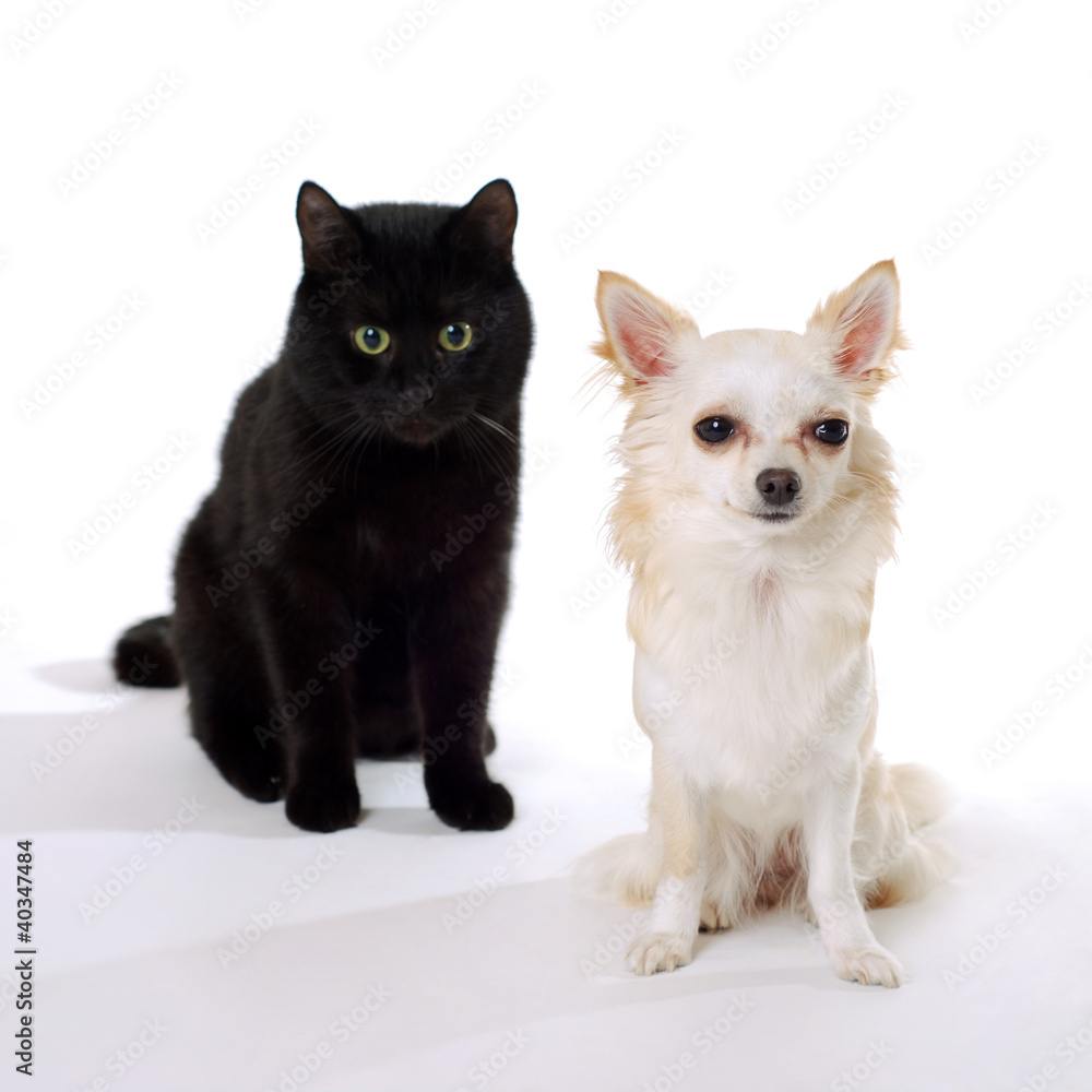 Chihuahua und Katze