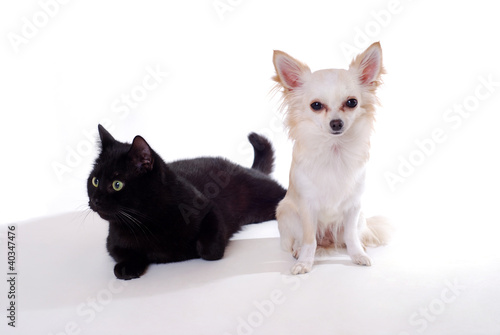 Chihuahua und Katze