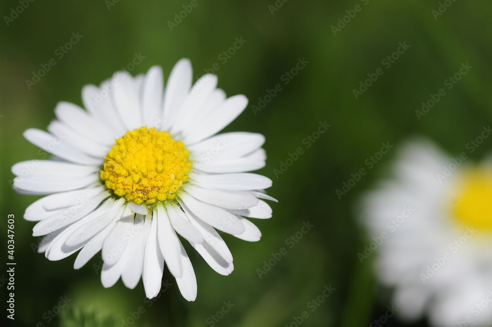 Fototapeta premium daisy 14