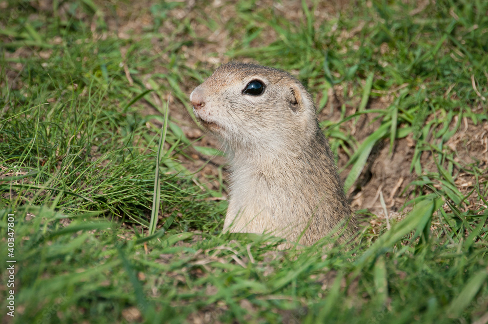 European ground squirrel European ground squirrel