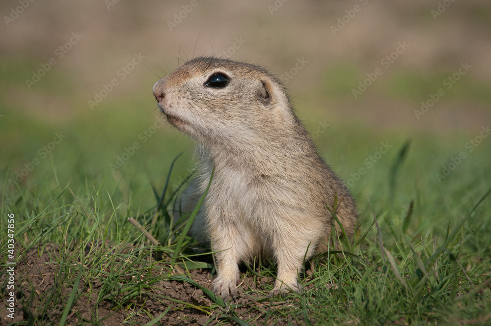 European ground squirrel European ground squirrel