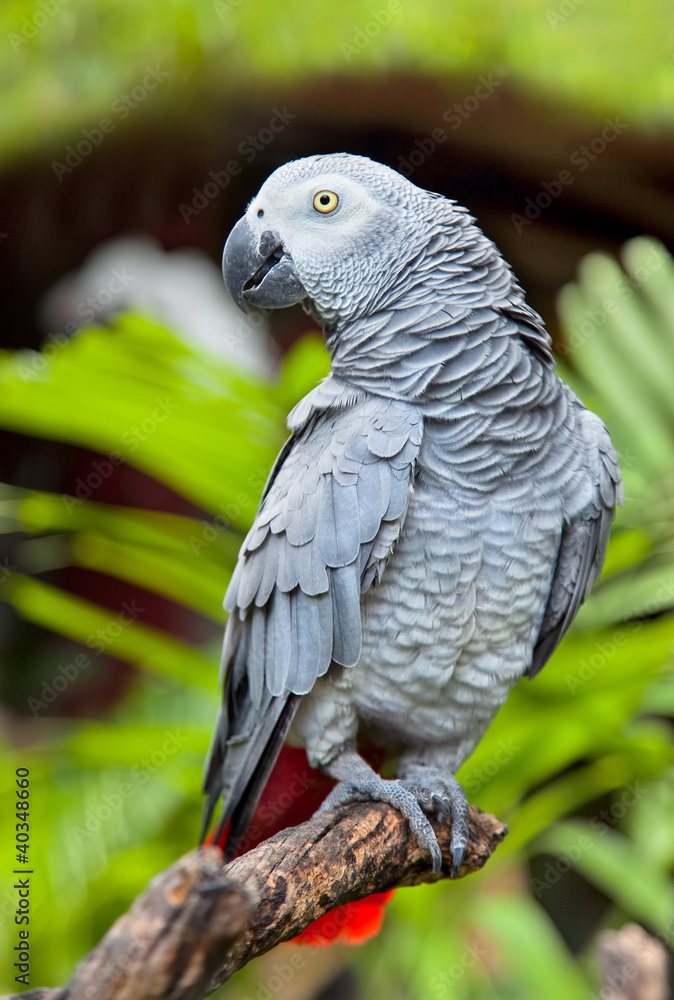 Fototapeta premium African Grey Parrot in nature surrounding