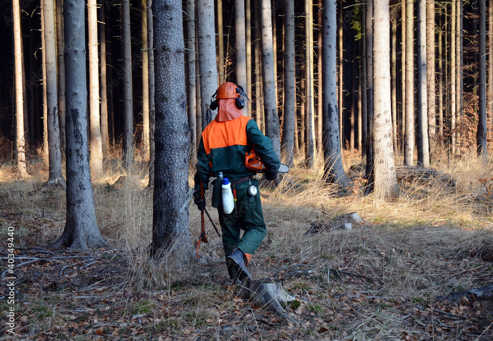 Fototapeta premium Woodcutter walking in forest