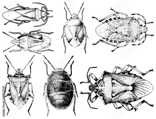Collection of vector insects