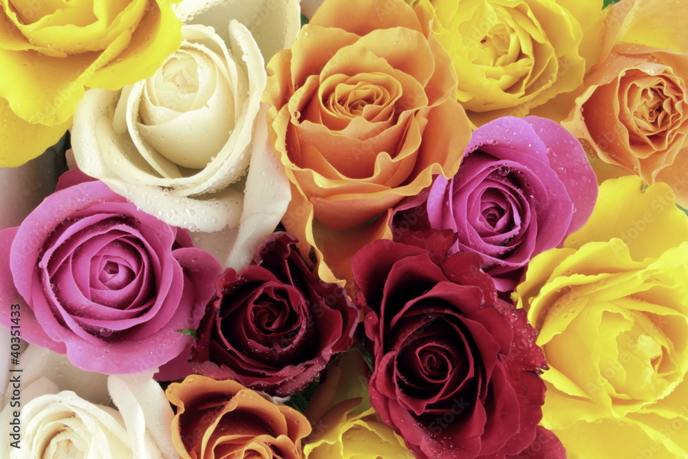 Colorful roses Colorful roses
