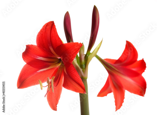Red Amaryllis flower on white background