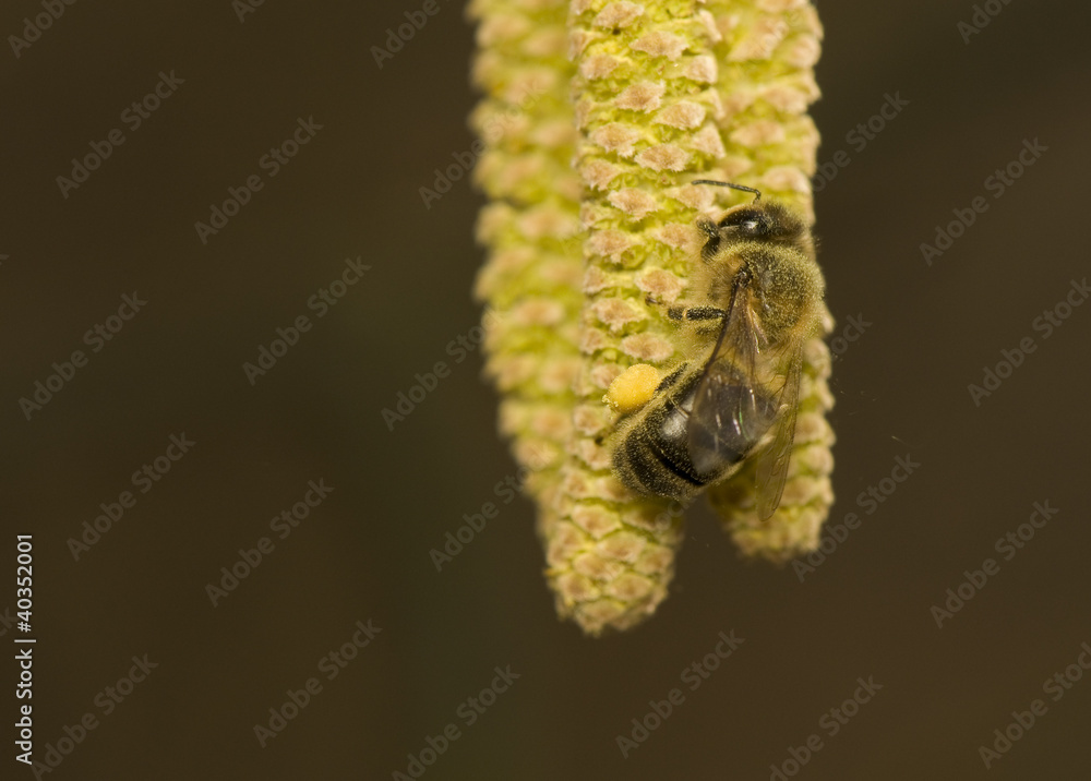 hazel flower