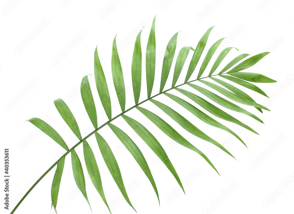 beautiful green palm leaf isolated on white beautiful green palm leaf isolated on white