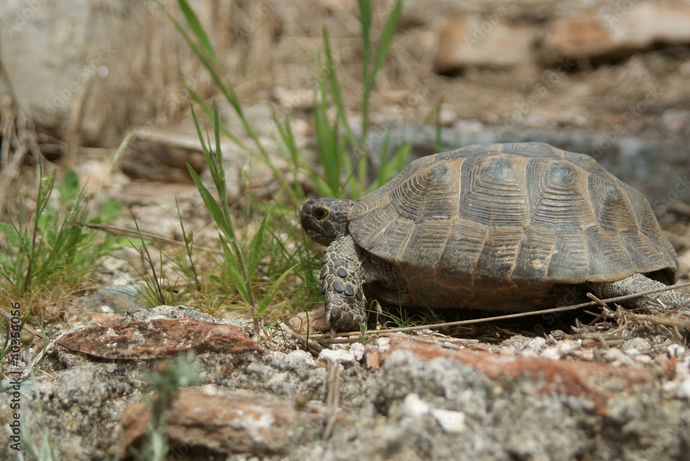 die Schildkröte die Schildkröte