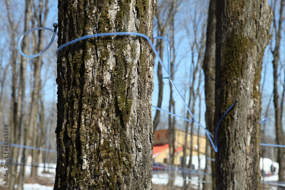Fototapeta premium Sirop d'érable