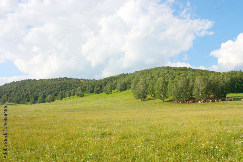 Obraz premium Summer landscape