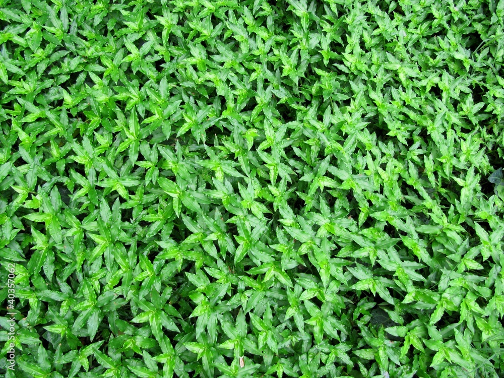 carpet from green leaves of a tradescantia carpet from green leaves of a tradescantia