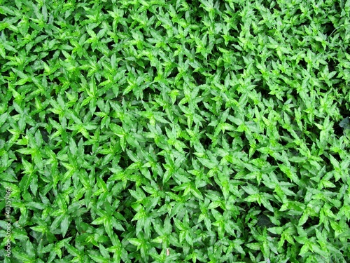 carpet from green leaves of a tradescantia