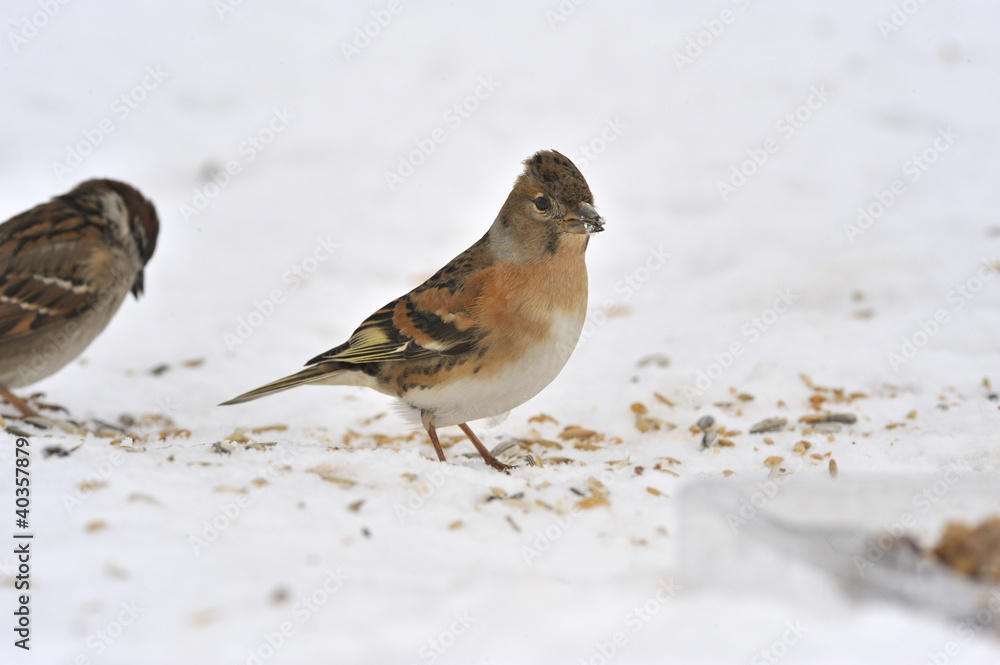 Brambling (Fringilla montifringilla) Brambling (Fringilla montifringilla)