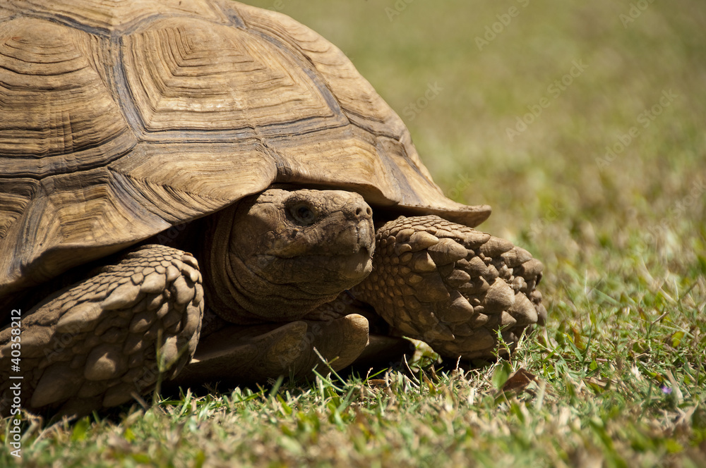Fototapeta premium A turtle