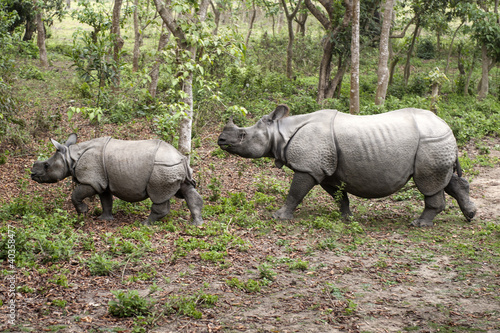 Wild Rhinoceros in Chitwan  Nepal