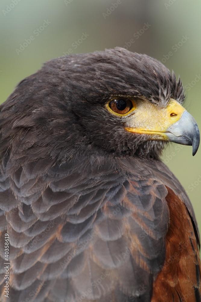 Harris Hawk (Parabuteo unicinctus) - portrait. Harris Hawk (Parabuteo unicinctus) - portrait.