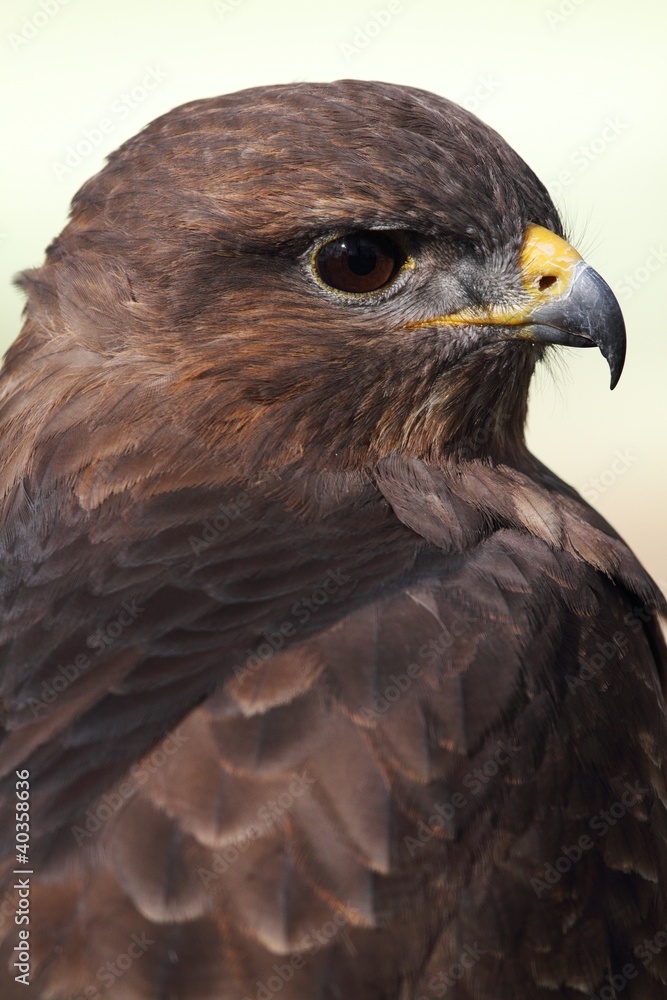 Common Buzzard (Buteo buteo) - portrait Common Buzzard (Buteo buteo) - portrait