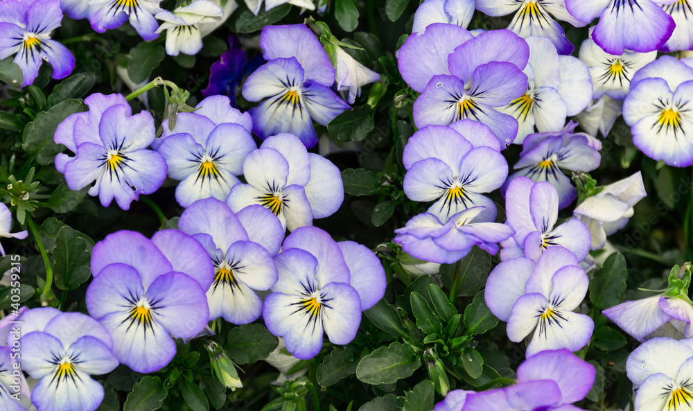 Assortment of Pansies Assortment of Pansies